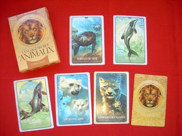 Le Langage Secret Des Animaux