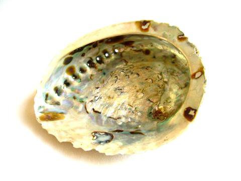 Coquille D'Ormeau